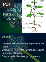 2 General Biology 2 - Parts of The Plants H