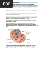 Definicion Del Concepto de Celula