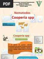 Cooperia SPP