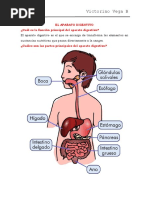 El Aparato Digestivo