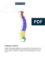 Columna Vertebral, Información