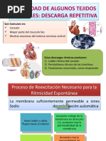 Ritmicidad de Algunos Tejidos