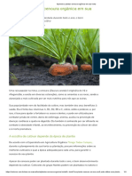 Aprenda A Plantar Cenoura Orgânica em Sua Horta