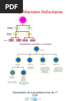 P-6 Subpoblaciones Linfocitarias