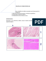 Practica 05 - Tejido Muscular