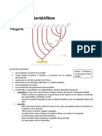 Tema 27 Pteridofitos