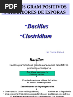 Bacillus y Clostridium