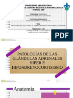 Tema - Patologías de Las Glándulas Adrenales Hiper e Hipoadrenocortisismo