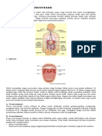 Organ Sistem Pencernaan