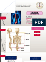Columna Vertebral