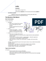 Neurons (Brain Cells) : The Structure of The Neuron