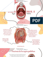 Cavidad Bucal II Region Palatina 1 Downloable