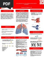 Abp Anatomia Poster