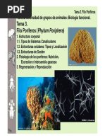 Filo Poríferos