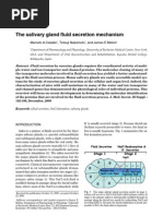 Mechanism of Salivary Gland