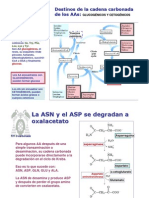 Fenilalanina PDF