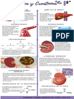 Infografia Urea y Creatinina