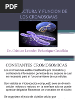 Tema 13 ESTRUCTURA Y FUNCION DE LOS CROMOSOMAS