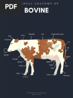 External Anatomy of Domestic Animals @leatrize - Vet.notes