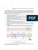 Taller Bioenergética Fosforilación Oxidativa