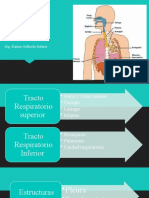 Sistema Respiratorio 1