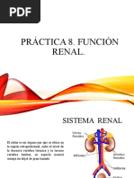 Sistema Renal Seminario