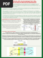 Cadena de Transporte de Electrones y Lanzaderas de Electrones Mitocondriales