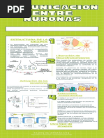 COMUNICACIÓN ENTRE NEURONAS Infografías