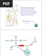 Tema 14. Oxidación de Ácidos Grasos