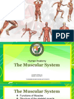 The Muscular System