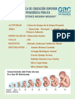 Linea de Tiempo Del Desarrollo Prenatal