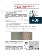 Observación de Cromoplastos y Amiloplastos