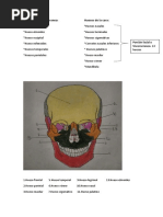 Huesos Del Neurocraneo y Viscerocraneo