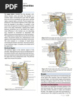 Lesson 2 Upper Extremities