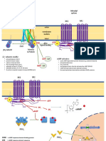 G Protein Coupled Receptor (GPCR) Adenylyl Cyclase: Ligand Binding