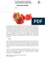 Cultivo de Frutillas 