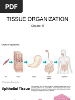 Tissue Organization