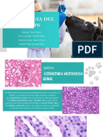 Histologia Del Riñon 2