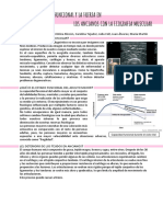 Ecografia Muscular