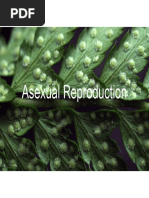 Asexual Reproduction Slides