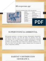 Microsporum y Rhizopus