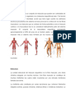 El Sistema Muscular