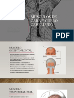 Músculos de Cara y Cuero Cabelludo