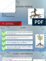 Clase Tema 7. La Raiz. Estructura Primaria y Desarrollo