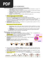 Desarrollo Ontogenetico Del SN