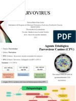 PARVOVIRUS