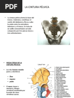 Anatomia 72