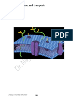 Nihal Gabr: 2A Membrane, and Transport