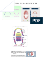 Nomenclatura de La Denticion