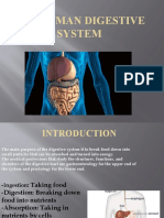 The Human Digestive System